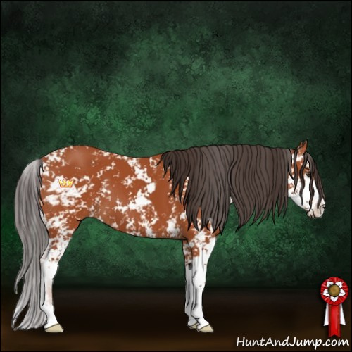 Horse Color:Bay Sabino 