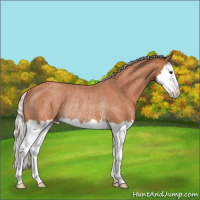 Horse Color:Silver Bay Roan Splash Rabicano