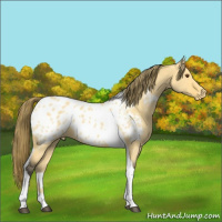 Horse Color:Buckskin Dun Tobiano Appaloosa 