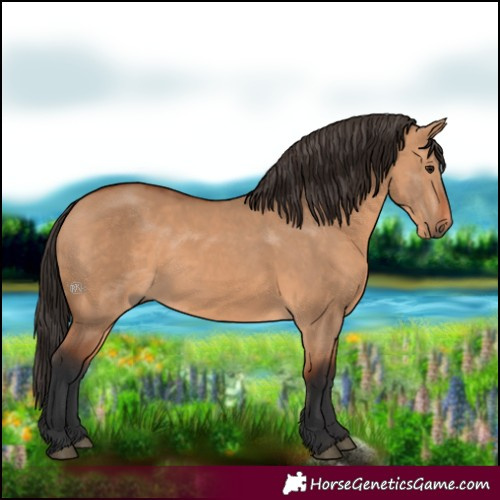 Horse Color:Bay Dun