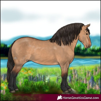 Horse Color:Bay Dun