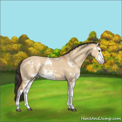 Horse Color:Bay Dun Sabino