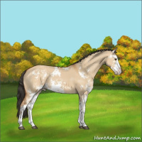 Horse Color:Bay Dun Sabino 