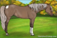 Horse Color:Silver Brown Dun Sabino Tobiano 