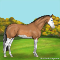 Horse Color:Bay Splash 
