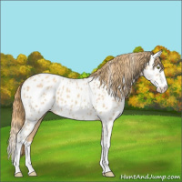 Horse Color:Gold Champagne Splash Appaloosa 