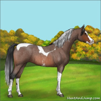 Horse Color:Bay Roan Splash Tobiano Rabicano