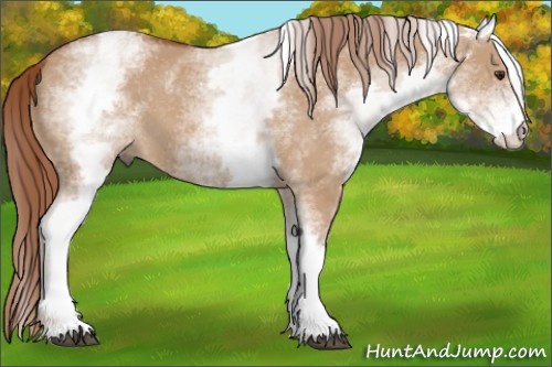 Horse Color:White Spotted Red Dun 