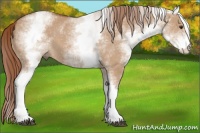 Horse Color:White Spotted Red Dun 