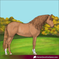Horse Color:Chestnut Rabicano 