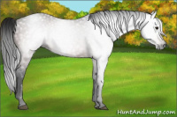 Horse Color:Gray Bay 