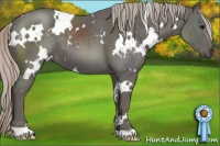 Horse Color:White Spotted Silver Black 
