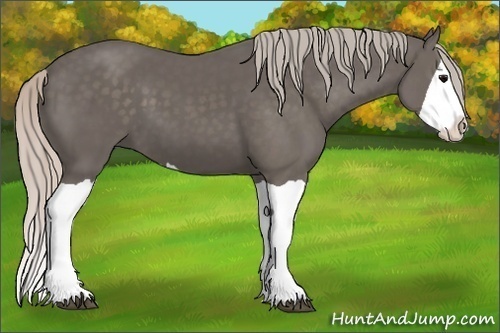 Horse Color:Silver Black Splash
