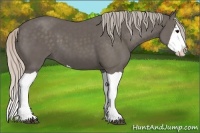Horse Color:Silver Black Splash