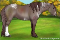 Horse Color:White Spotted Chocolate Black Sabino