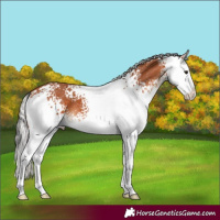 Horse Color:White Spotted Silver Bay Splash 
