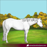 Horse Color:Gray Liver Red Dun Appaloosa