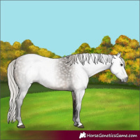 Horse Color:Gray Silver Brown Dun