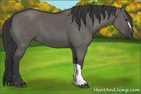 Horse Color:Grullo 