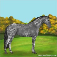 Horse Color:Black Ice 