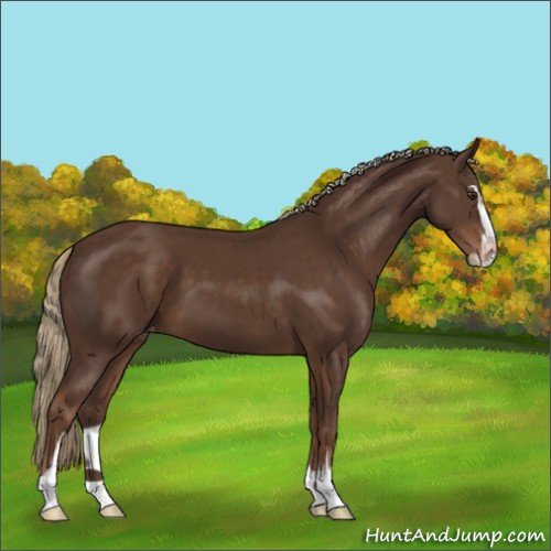 Horse Color:Liver Chestnut Sabino Appaloosa 