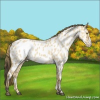 Horse Color:Buckskin Dun Frame Appaloosa Rabicano 