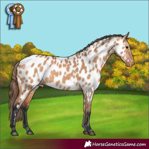 Horse Color:Bay Dun Near Leopard