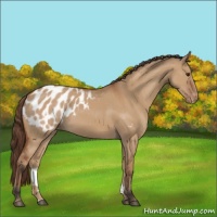 Horse Color:Bay Dun Appaloosa 