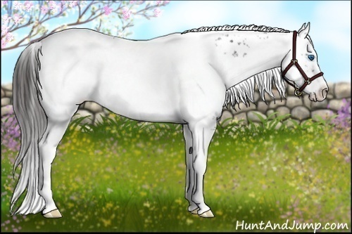 Horse Color:Liver Chestnut Frame 