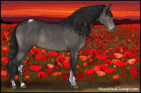 Horse Color:Gray Black Sabino Tobiano Appaloosa Rabicano 