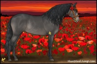 Horse Color:Black Appaloosa Rabicano 