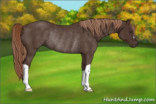 Horse Color:Liver Chestnut Rabicano 