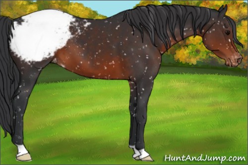 Horse Color:Brown Appaloosa 