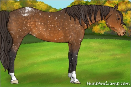 Horse Color:Buckskin Snowflake Varnish