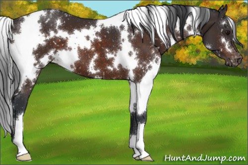 Horse Color:White Spotted Brown Appaloosa 