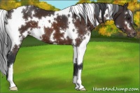 Horse Color:White Spotted Brown Appaloosa 