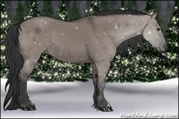 Horse Color:Grullo 
