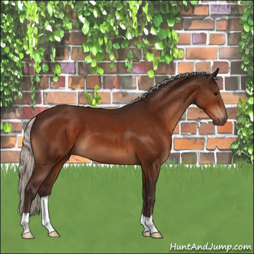 Horse Color:Silver Bay 