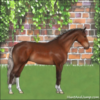 Horse Color:Silver Bay 
