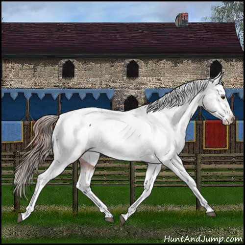 Horse Color:Liver Chestnut Tobiano Appaloosa 