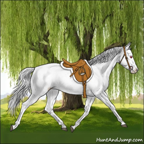 Horse Color:Silver Grullo Chinchilla Appaloosa 