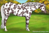 Horse Color:Chocolate Silver Black Chinchilla Appaloosa 