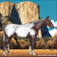 Horse Color:Chocolate Silver Black Chinchilla Appaloosa