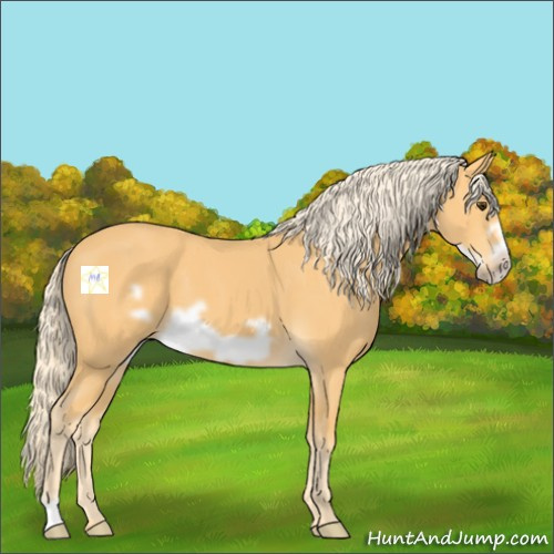 Horse Color:Palomino Frame 