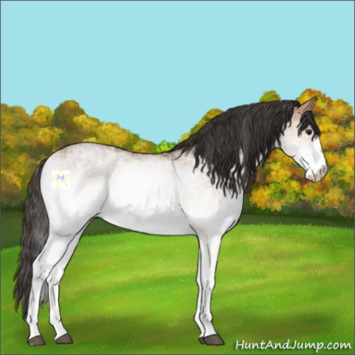 Horse Color:White Spotted Bay Dun