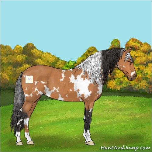 Horse Color:White Spotted Bay 