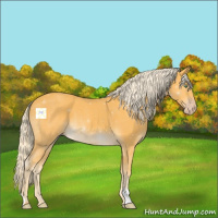 Horse Color:Gold Cream Champagne 