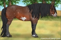 Horse Color:Bay Frame