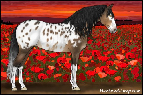 Horse Color:Gray Brown Dun Sabino Splash Appaloosa 