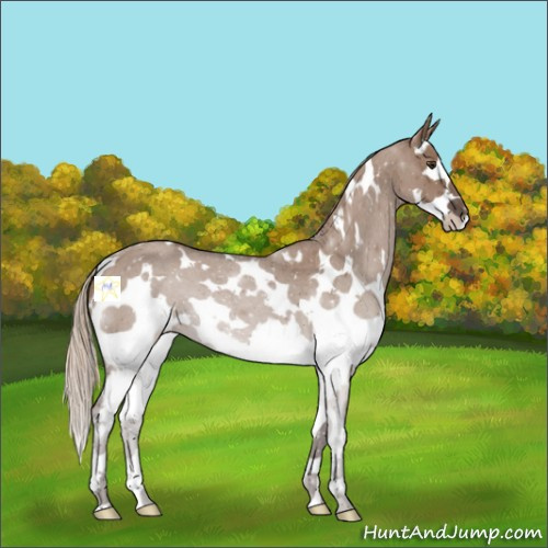 Horse Color:White Spotted Liver Red Dun Roan Splash